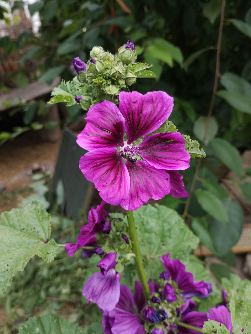 Un petit méligèthe est assis au centre d'une fleur de mauve rose vif. L'insecte est bien visible sur la fleur.