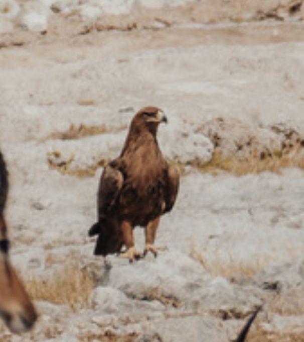 aigle prédateur — Bild 1