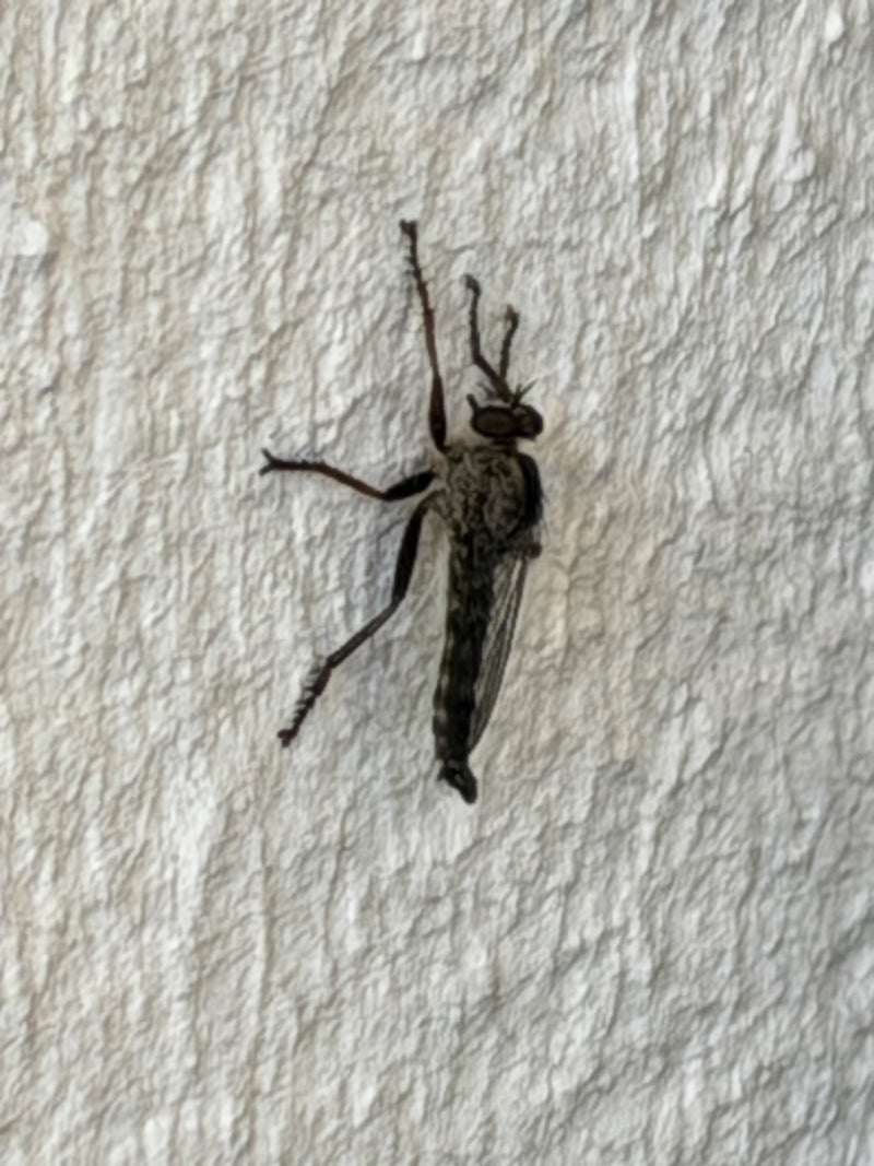 voleur, mouche — Bild 1
