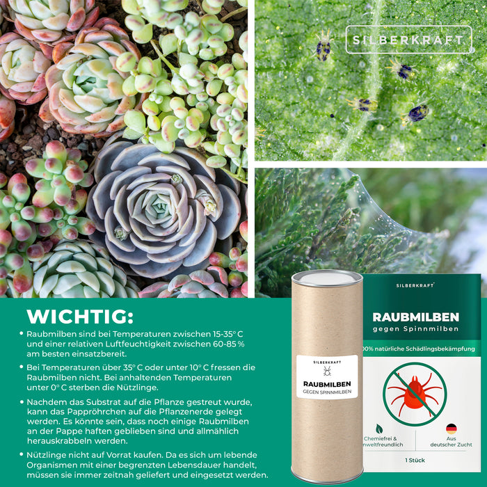 Acariens prédateurs contre les tétranyques sur les plantes vertes