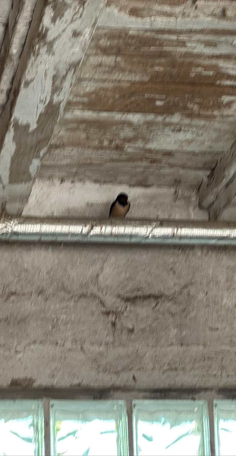 Hirondelle rustique — Bild 2