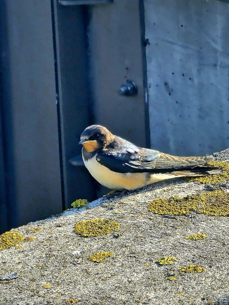 Une jeune hirondelle rustique se repose sur un rebord de mur couvert de lichens devant une façade.