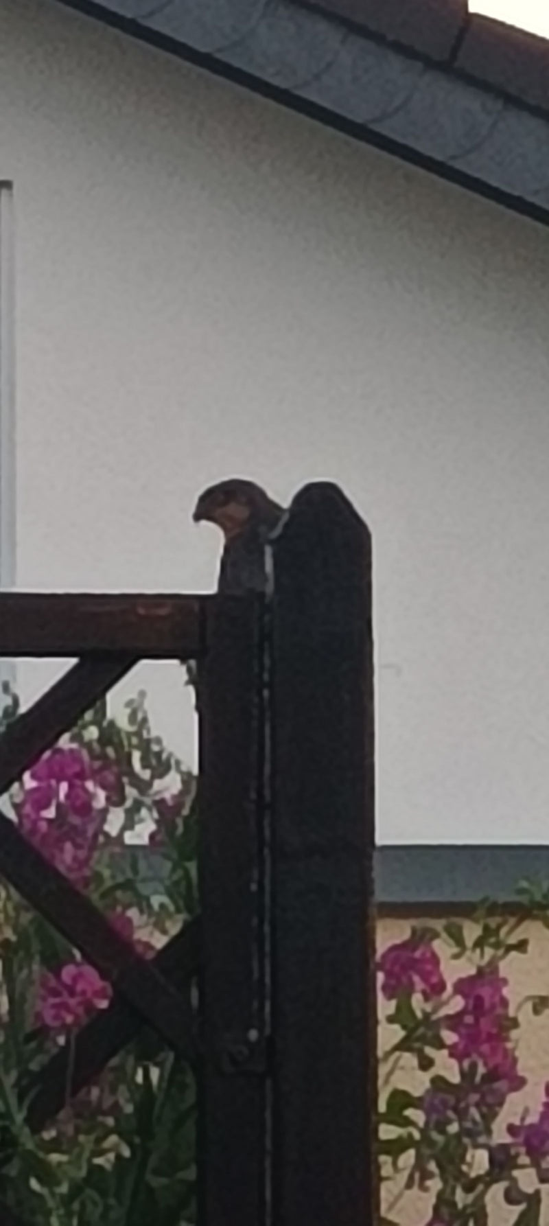 Une hirondelle de cheminée est posée sur un piquet de clôture en bois devant le mur clair d'une maison. Des fleurs roses sont visibles en arrière-plan.