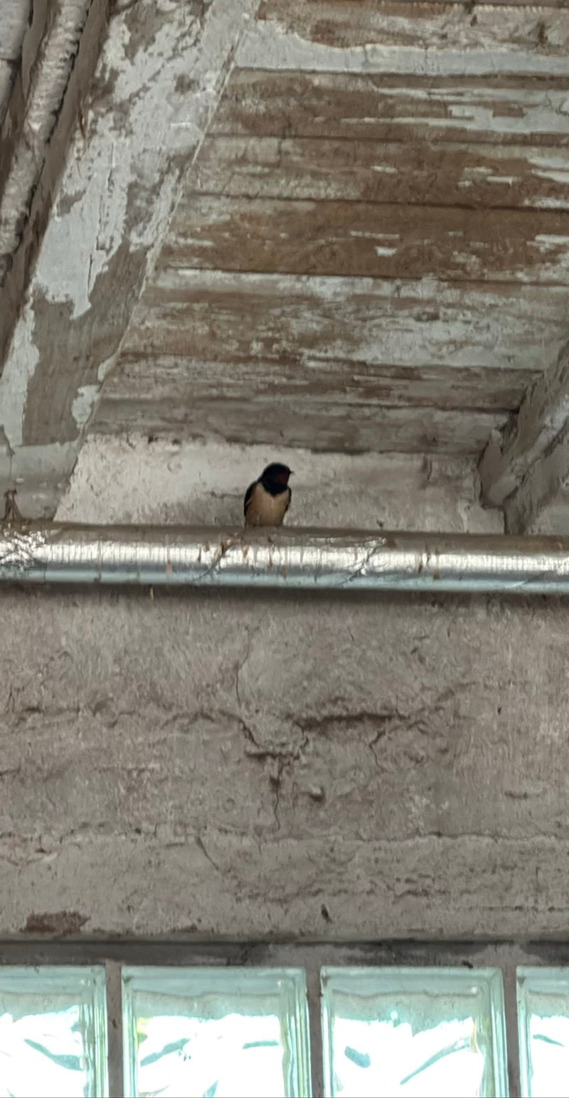 Hirondelle rustique — Bild 1