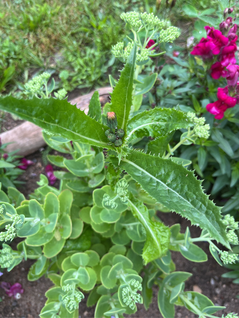 Chardon des oies — Bild 1
