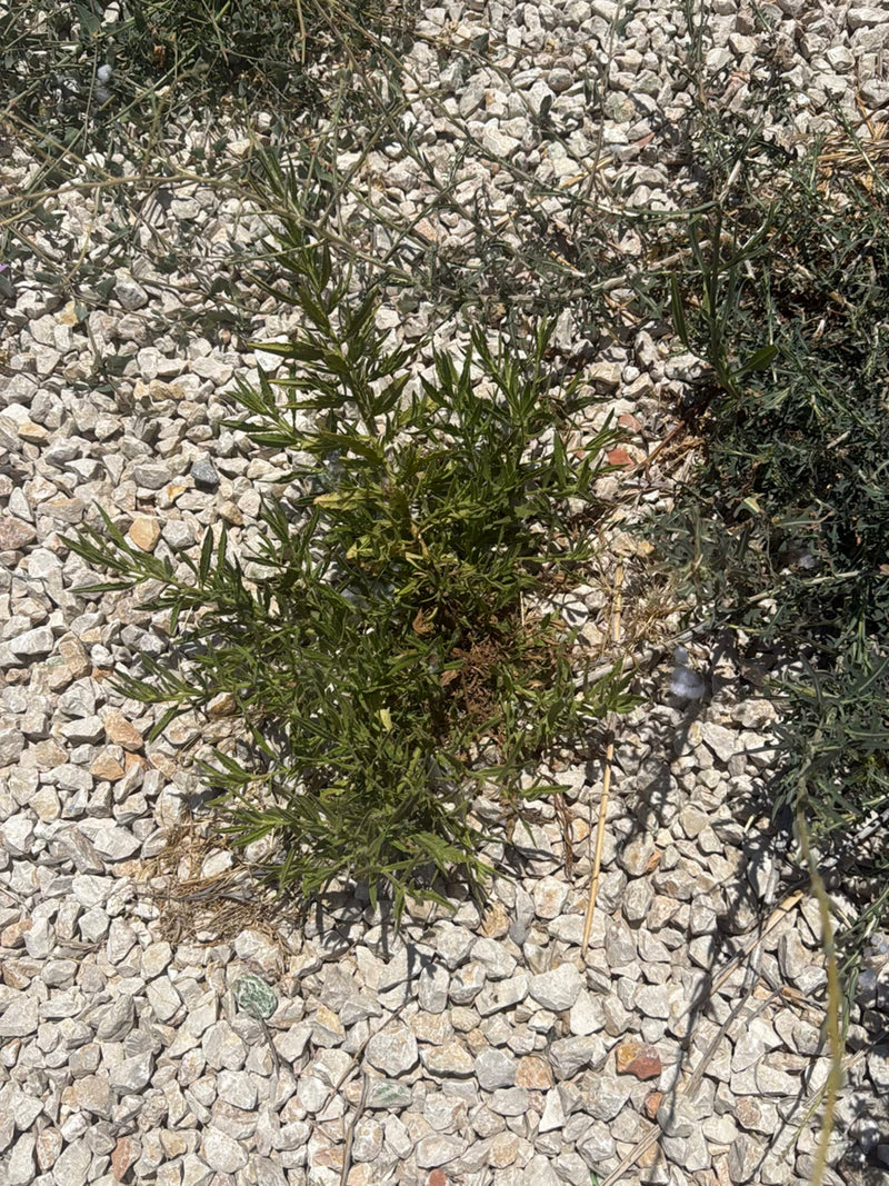 Centaurée rugueuse — photo 2 sur 10