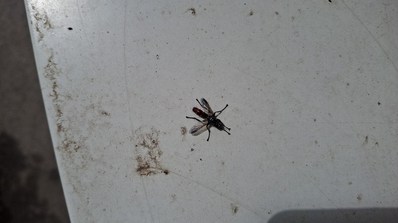 Mouche chenille (genre Cylindromyia) — Bild 1