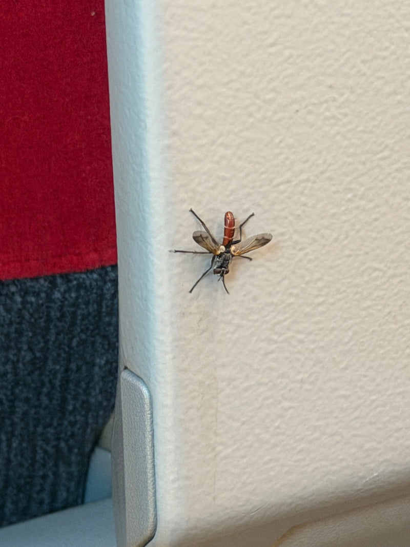 Mouche chenille (genre Cylindromyia) — photo 1 sur 3