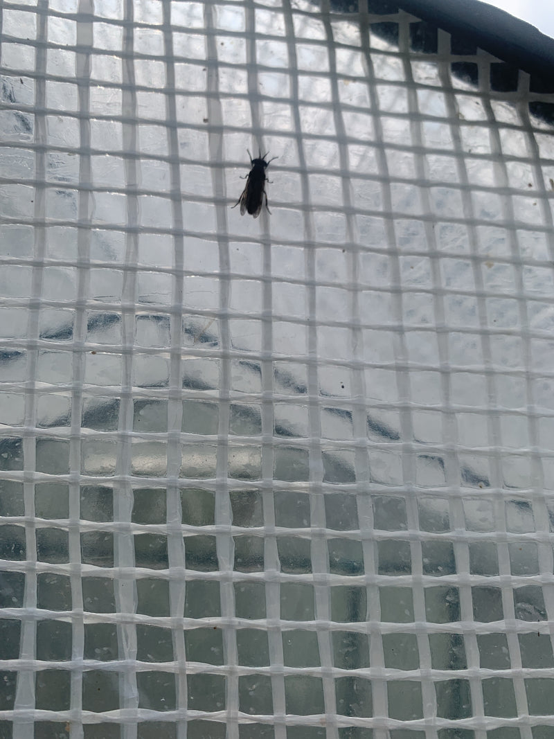 Un taon pluvieux est posé sur un filet de serre clair. Le spécimen d'insecte est bien visible.