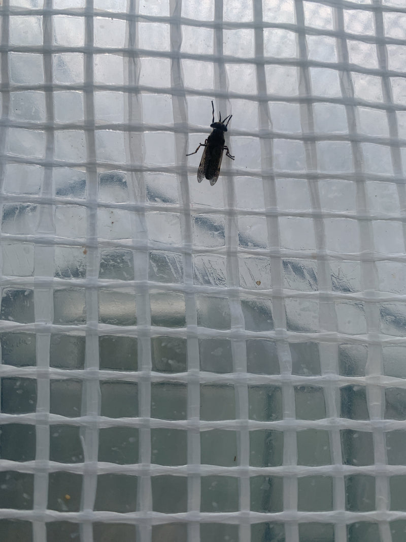 Un taon pluvieux est posé sur un film de protection blanc à motif quadrillé. L'insecte est bien visible.