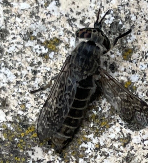 L'image montre un taon pluvieux (Haematopota pluvialis) posé sur un mur clair et texturé. Ses ailes aux motifs caractéristiques et ses yeux composés bien vis...