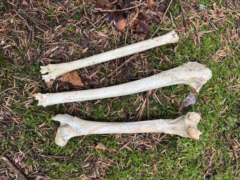 Trois os blanchis des membres d'un chevreuil reposent parallèlement sur un sol forestier moussu jonché d'aiguilles.