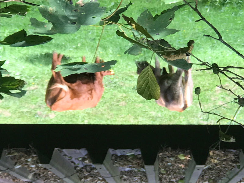 Deux chevreuils se tiennent dans une prairie, vus d'en haut à travers des feuilles vertes.