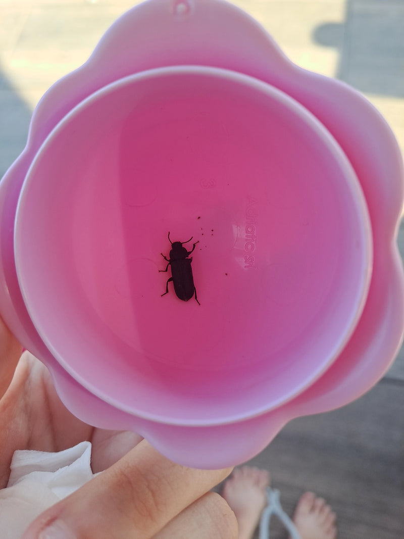 Coléoptère de la farine de riz — photo 3 sur 14