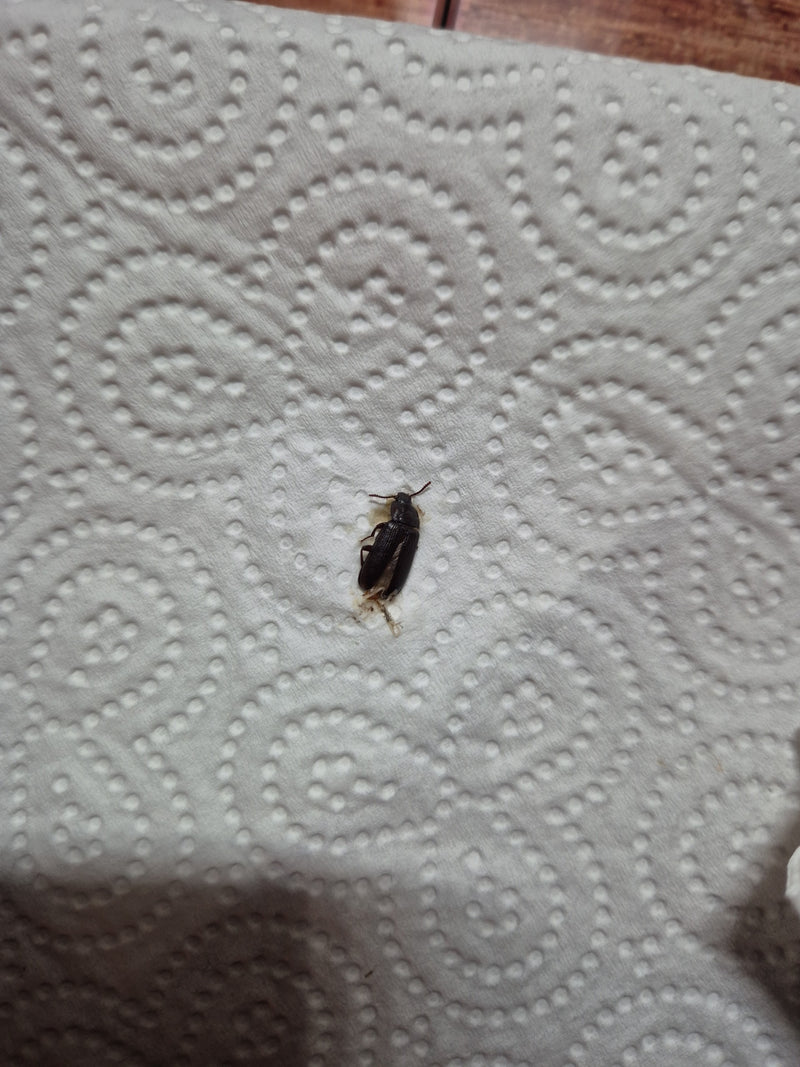 Coléoptère de la farine de riz — photo 1 sur 14