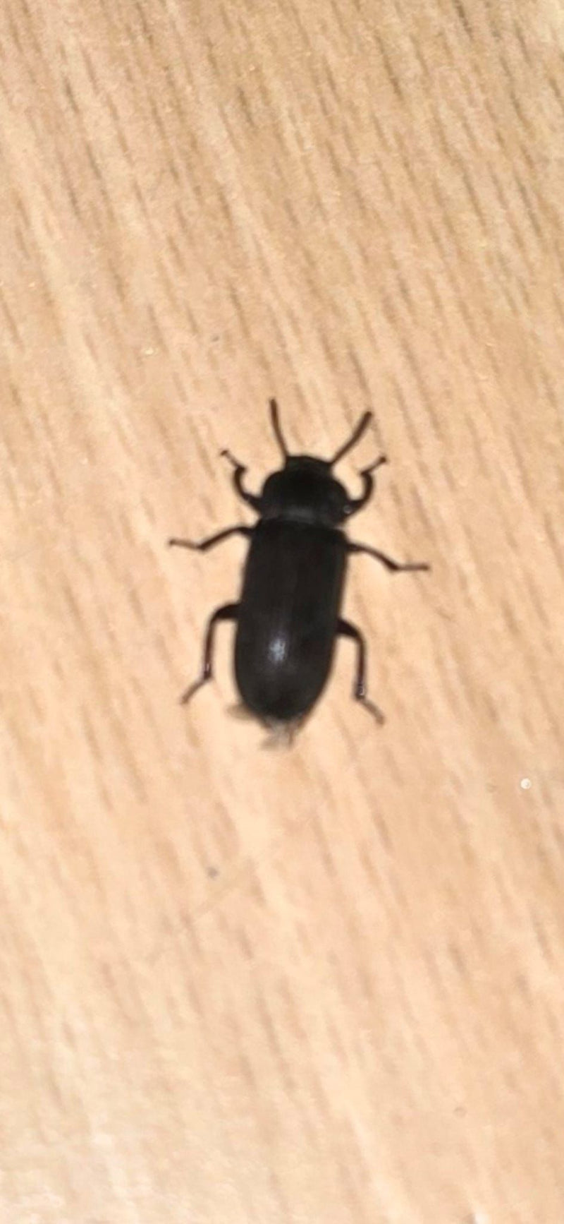 Coléoptère de la farine de riz — photo 2 sur 14