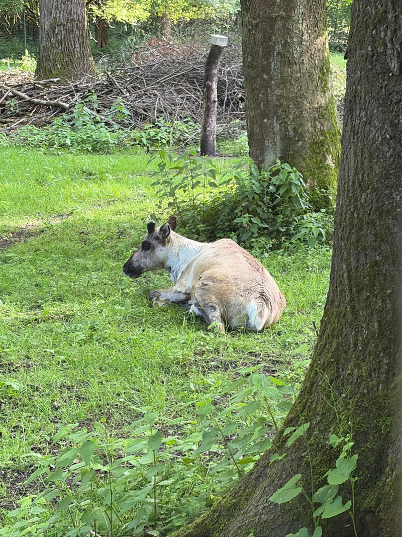 renne — Bild 1