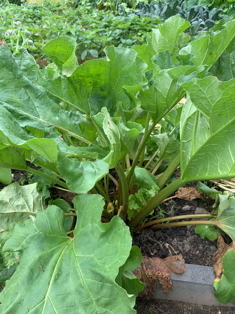 rhubarbe — Bild 1