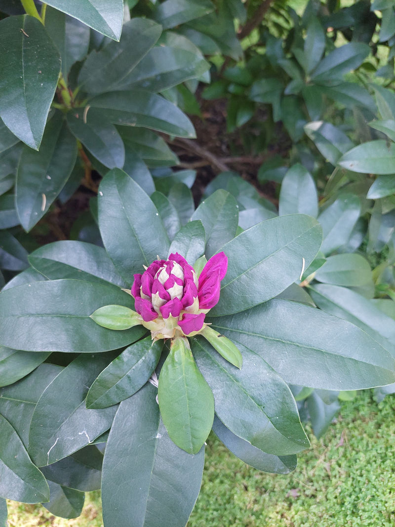 rhododendron — Bild 1