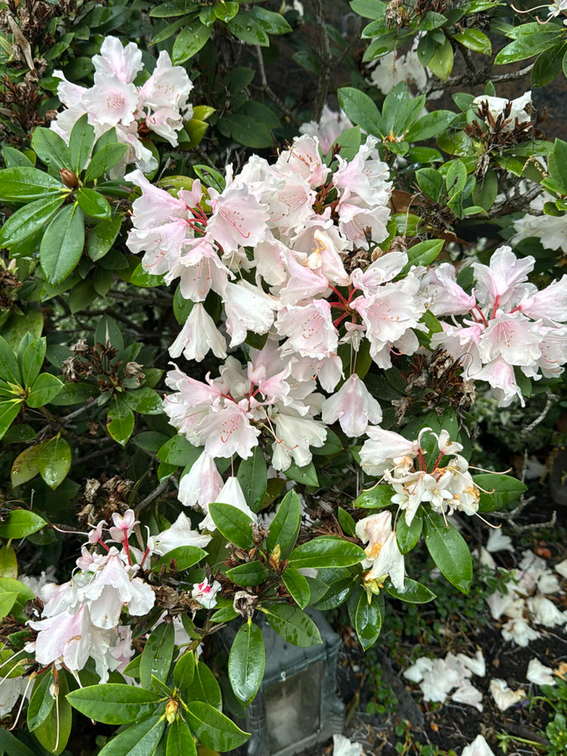 On aperçoit un arbuste de rhododendron en fleurs avec de nombreuses fleurs blanc-rose et des feuilles vertes.