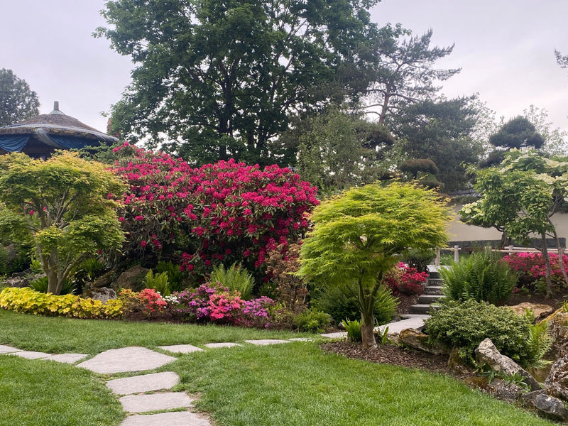 À l'arrière-plan d'un jardin bien entretenu se trouve un grand arbuste de rhododendron aux fleurs roses voyantes. La plante fait partie d'un paysage de jardi...