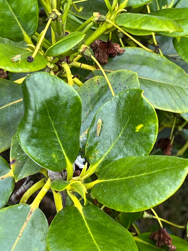Cigale rhododendron — Bild 1
