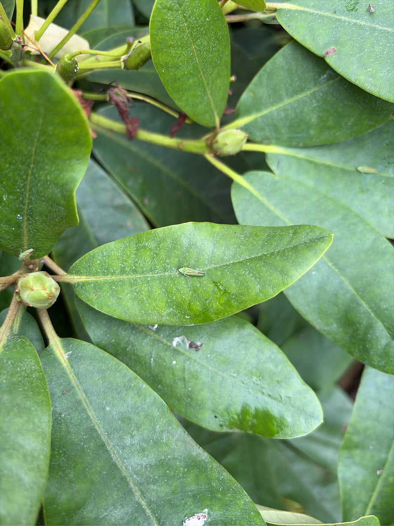 Cigale rhododendron — photo 2 sur 5