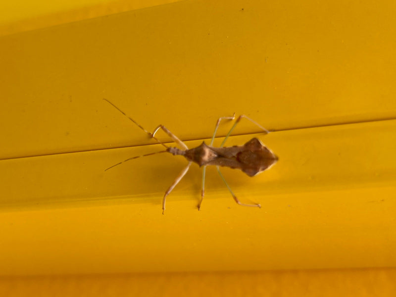 Rhombus-Randwanze — photo 1 sur 1