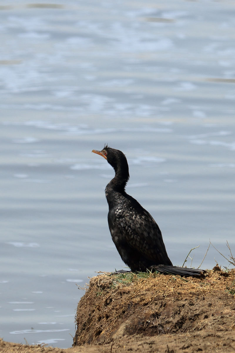 Cormoran roseau — Bild 1