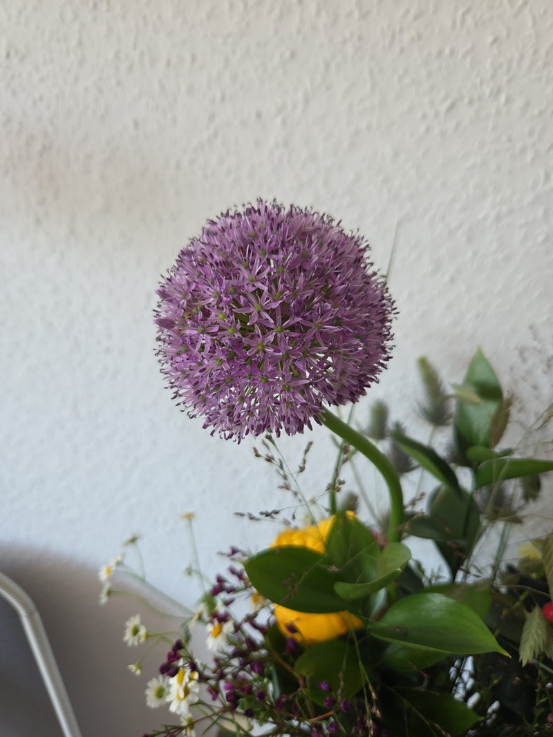 Ail ornemental — Bild 2