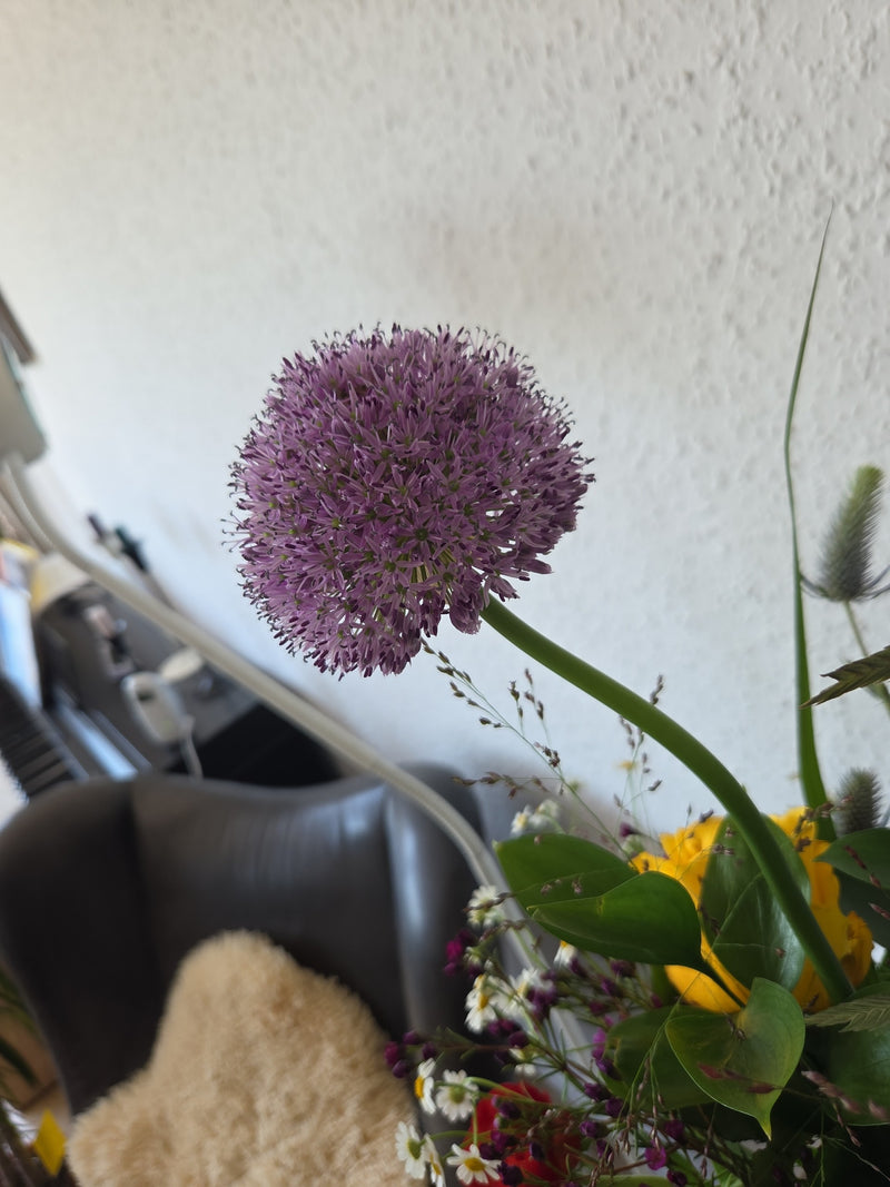 Ail ornemental — Bild 1