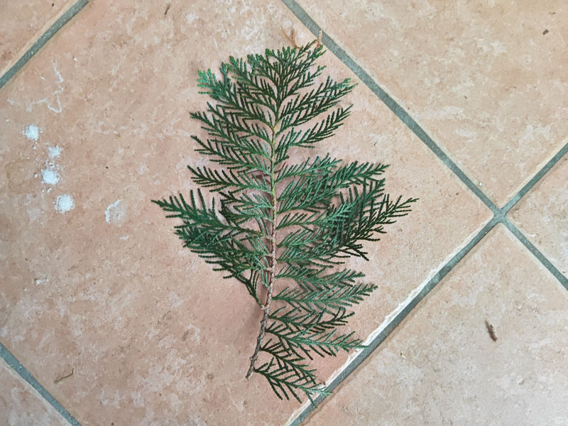 Arbre de vie géant — Bild 1