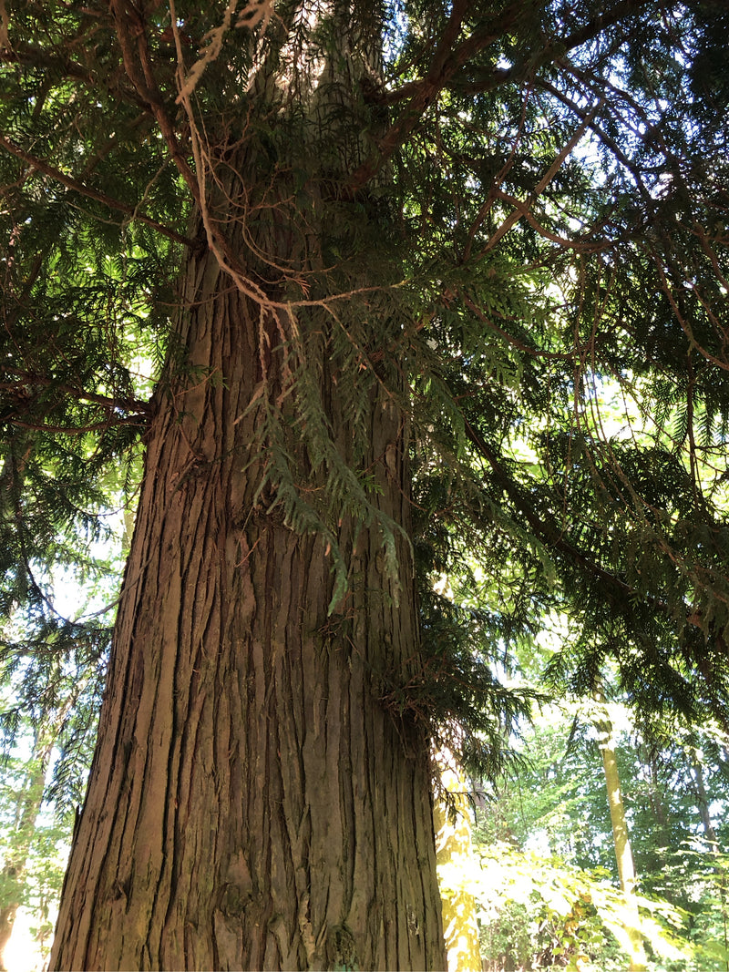 L'image montre le tronc massif et l'écorce fibreuse caractéristique d'un thuya géant en contre-plongée. Au-dessus, les branches aux aiguilles squameuses typi...