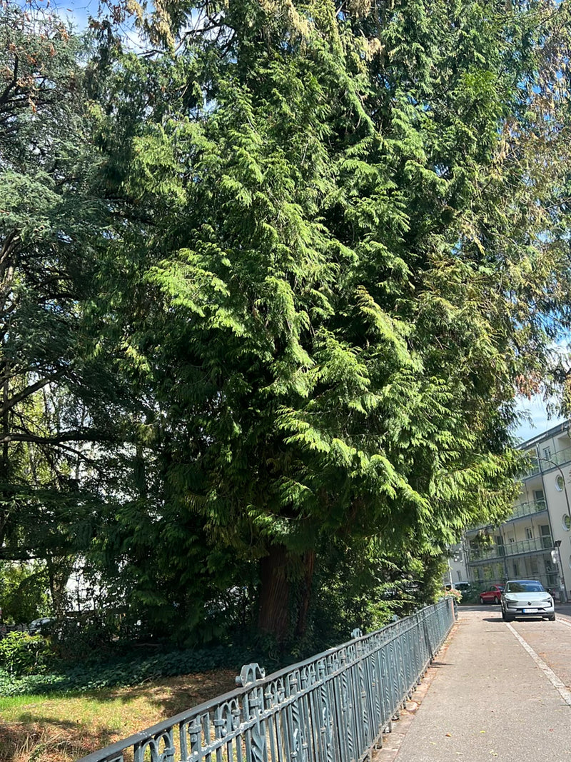 On peut voir un grand thuya géant dans un environnement urbain à côté d'une rue. L'arbre montre son feuillage squameux caractéristique et son tronc rougeâtre.