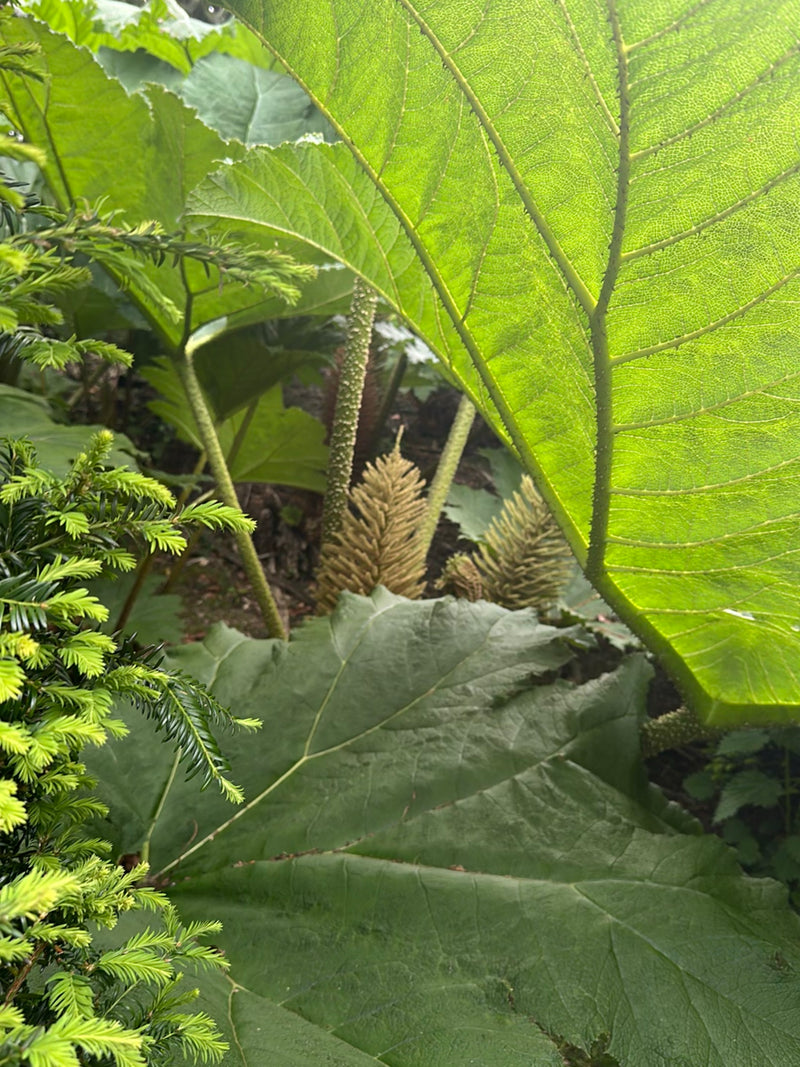 Feuille de séquoia géant — Bild 3