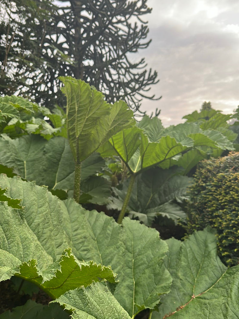 Feuille de séquoia géant — Bild 2