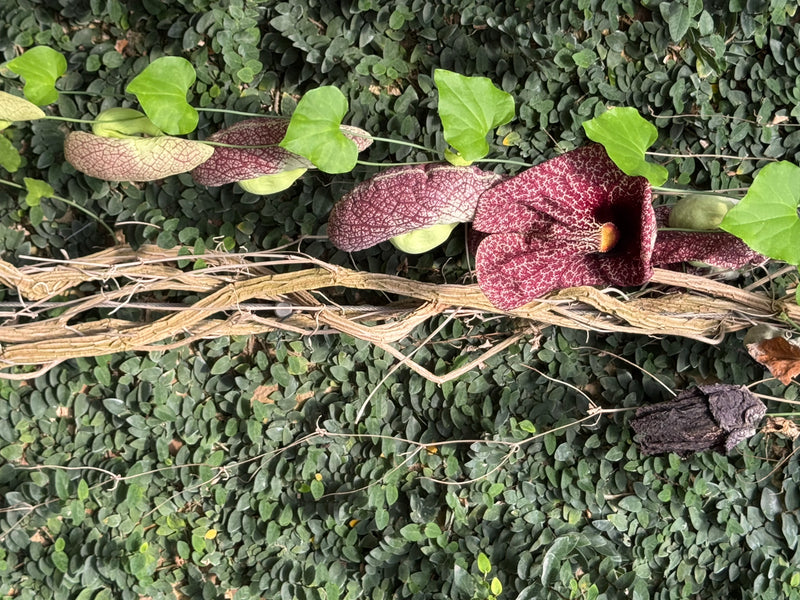 Une aristoloche géante en fleur grimpe le long d'un mur, arborant plusieurs fleurs aux motifs marbrés caractéristiques et des feuilles cordiformes.