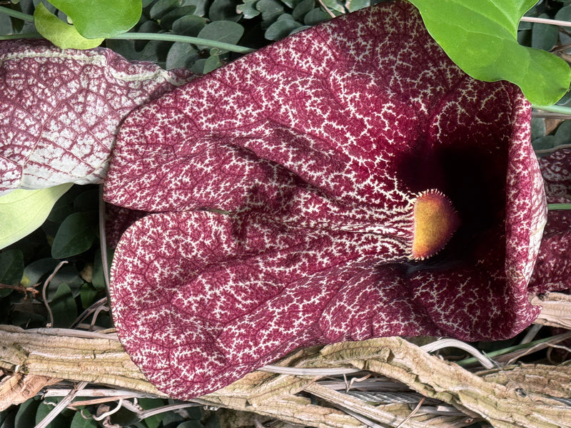 Une fleur épanouie d'Aristolochia gigantea aux marbrures blanc et brun rougeâtre repose parmi des lianes et des feuilles.