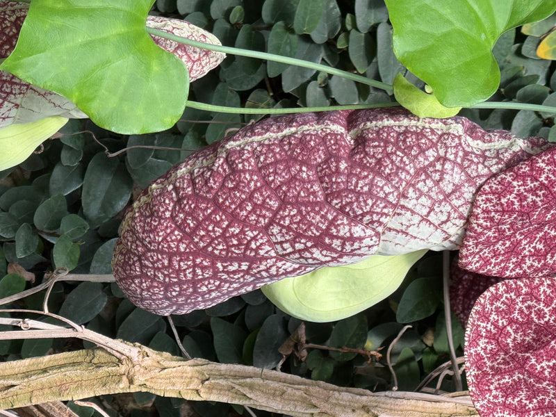 Une fleur d'Aristolochia gigantea avec son motif pourpre réticulé caractéristique pousse entourée de feuillage vert.
