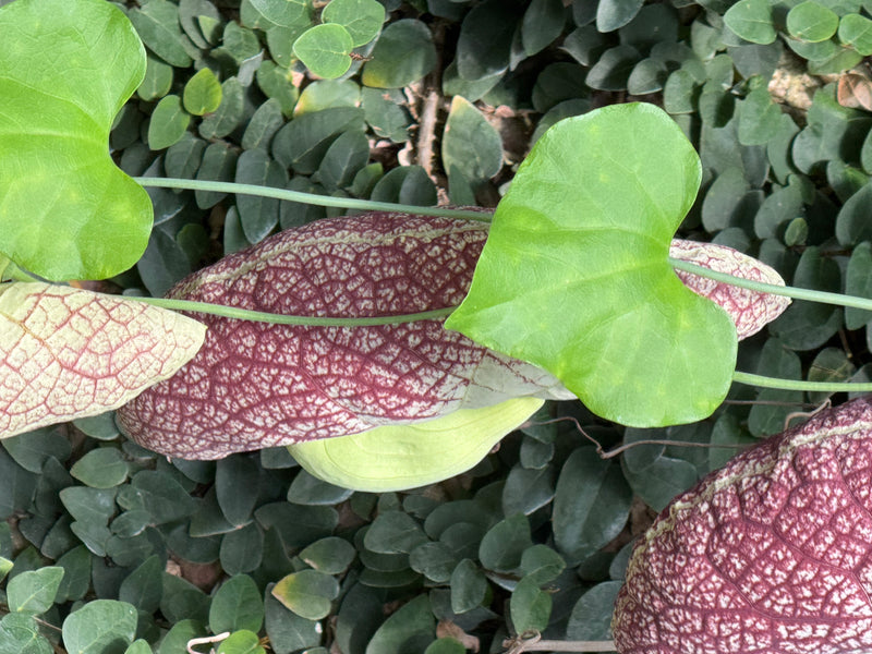 Vue en plongée des fleurs au motif violet et blanc caractéristique et des feuilles vert clair en forme de cœur d'une aristoloche géante sur un feuillage dense.