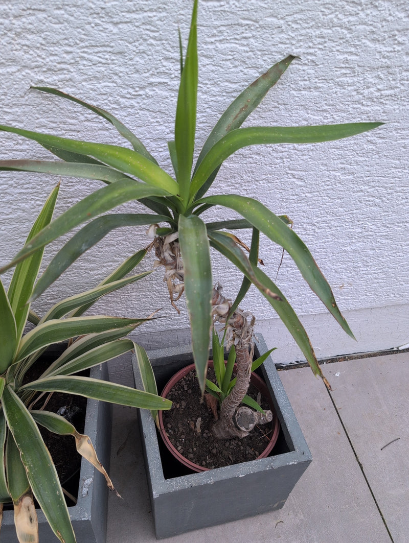 Palmier yucca — Bild 1