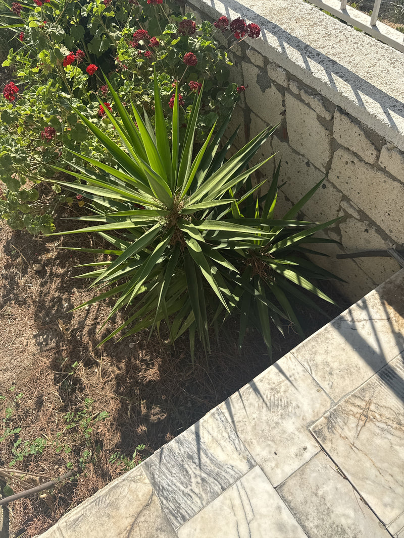 L'image montre un palmier yucca vu du dessus, poussant dans un jardin à côté d'un mur en pierre. Les longues feuilles vertes pointues sont clairement visibles.