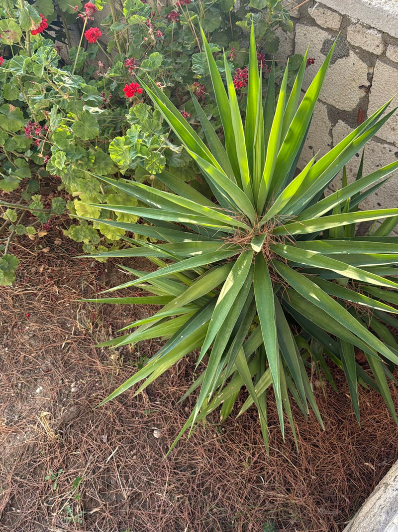 On aperçoit un jeune palmier yucca aux longues feuilles vertes pointues dans un parterre de fleurs. En arrière-plan se trouvent des géraniens et un mur en pi...
