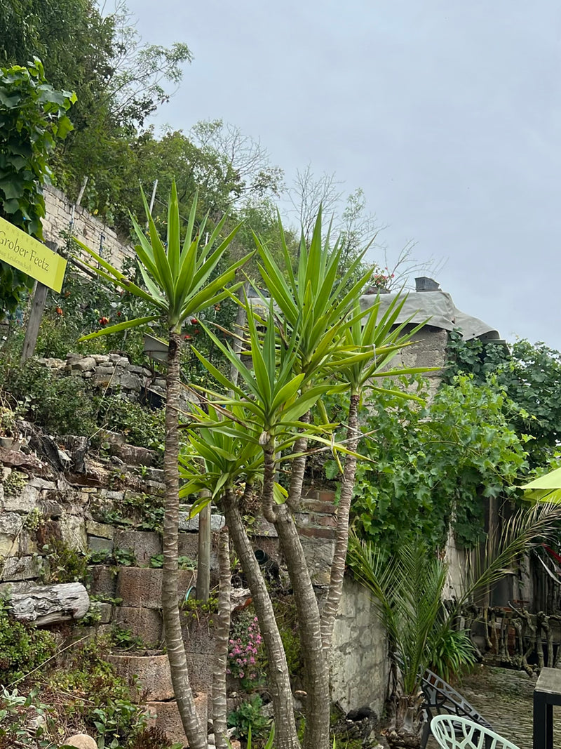 On peut voir plusieurs yuccas adultes dotés de feuilles caractéristiques en forme d'épée sur des troncs ligneux dressés. Ils se trouvent dans un jardin devan...