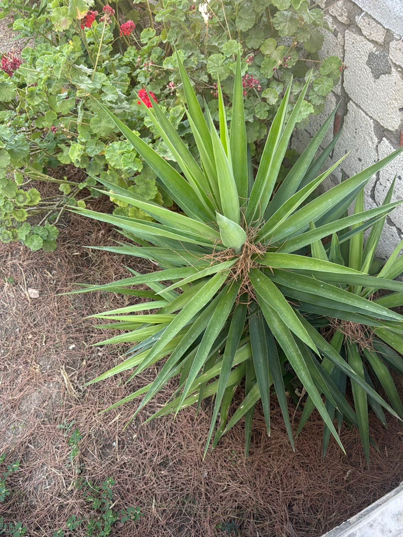 On aperçoit un palmier yucca vu du haut avec ses feuilles vertes pointues. La plante pousse dans un parterre avec du paillis et des aiguilles de pin à côté d...