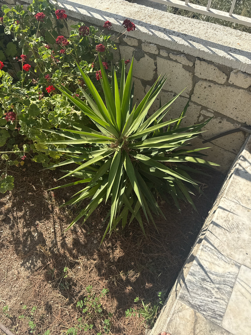 L'image montre un jeune palmier yucca avec de longues feuilles pointues. Il pousse dans un parterre de fleurs près d'un mur en pierre.