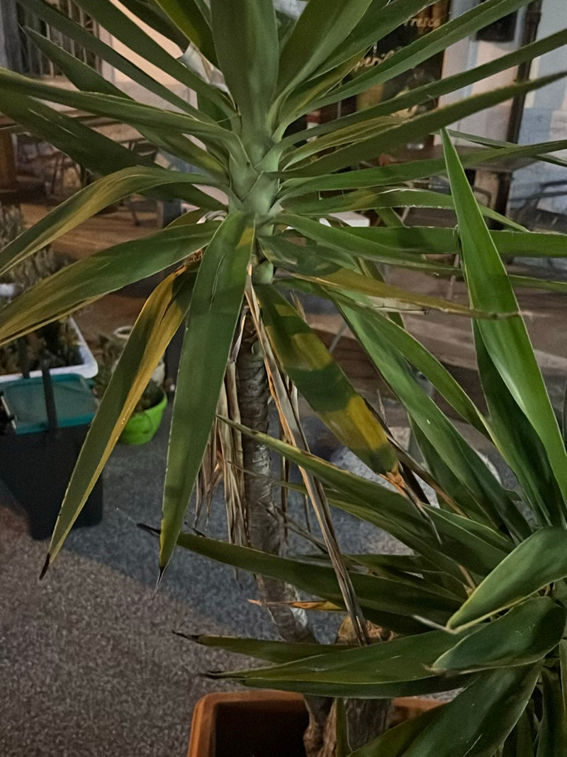 On voit un yucca géant avec ses feuilles vertes longues et caractéristiques ainsi que son tronc ligneux. La plante se trouve dans un bac à l'extérieur.