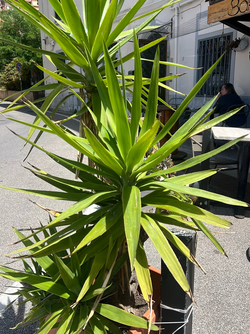L'image montre un yuccas géant dans un bac à fleurs devant un bâtiment en zone urbaine. Les feuilles longues, étroites et vert brillant poussent en forme de ...