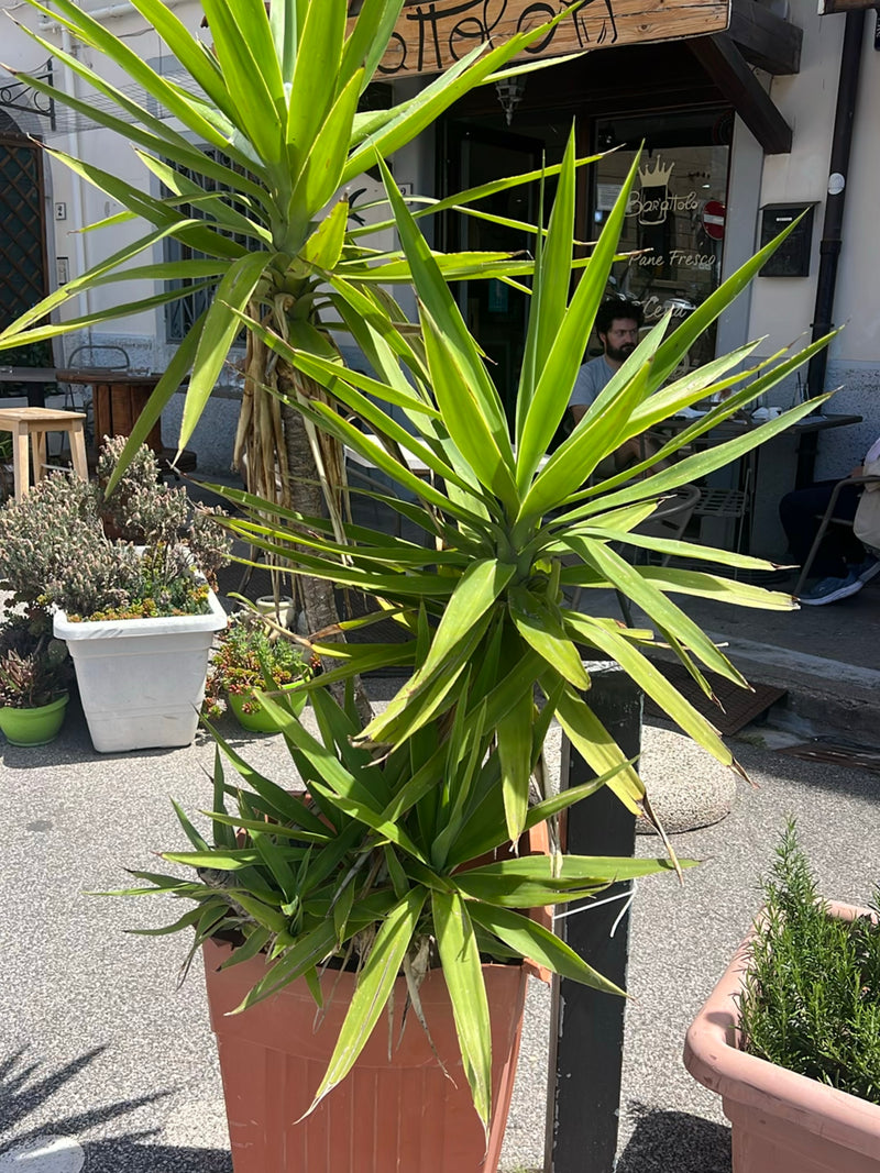 Un yucca géant pousse dans un grand pot de fleurs sur une rue pavée devant une maison. Les longues feuilles en forme d'épée brillent à la lumière vive du jour.