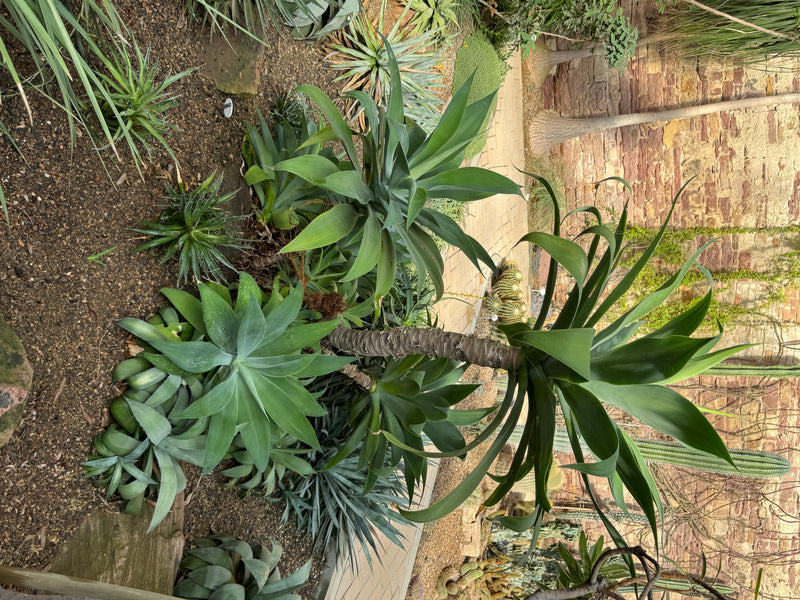 Un yucca géant au tronc épais et aux touffes denses de feuilles pousse dans un parterre de serre aux côtés d'autres succulentes.
